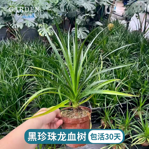 黑珍珠龙须树小苗大叶龙血树花卉