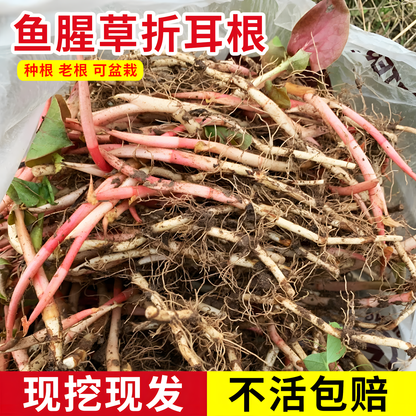 新鲜鱼腥草种根苗现挖折耳种植根贵州野生老折耳根节节根草带泥发
