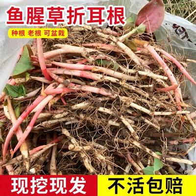 新鲜鱼腥草种根苗现挖折耳种植根