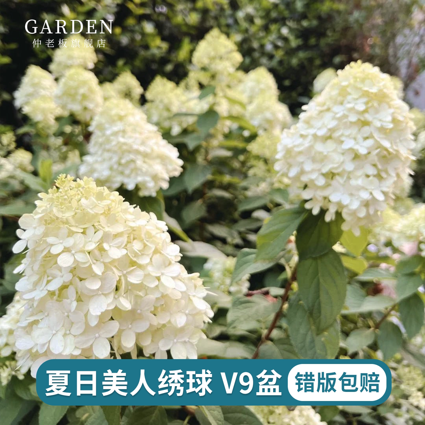 夏日美人圆锥绣球耐寒耐晒植物