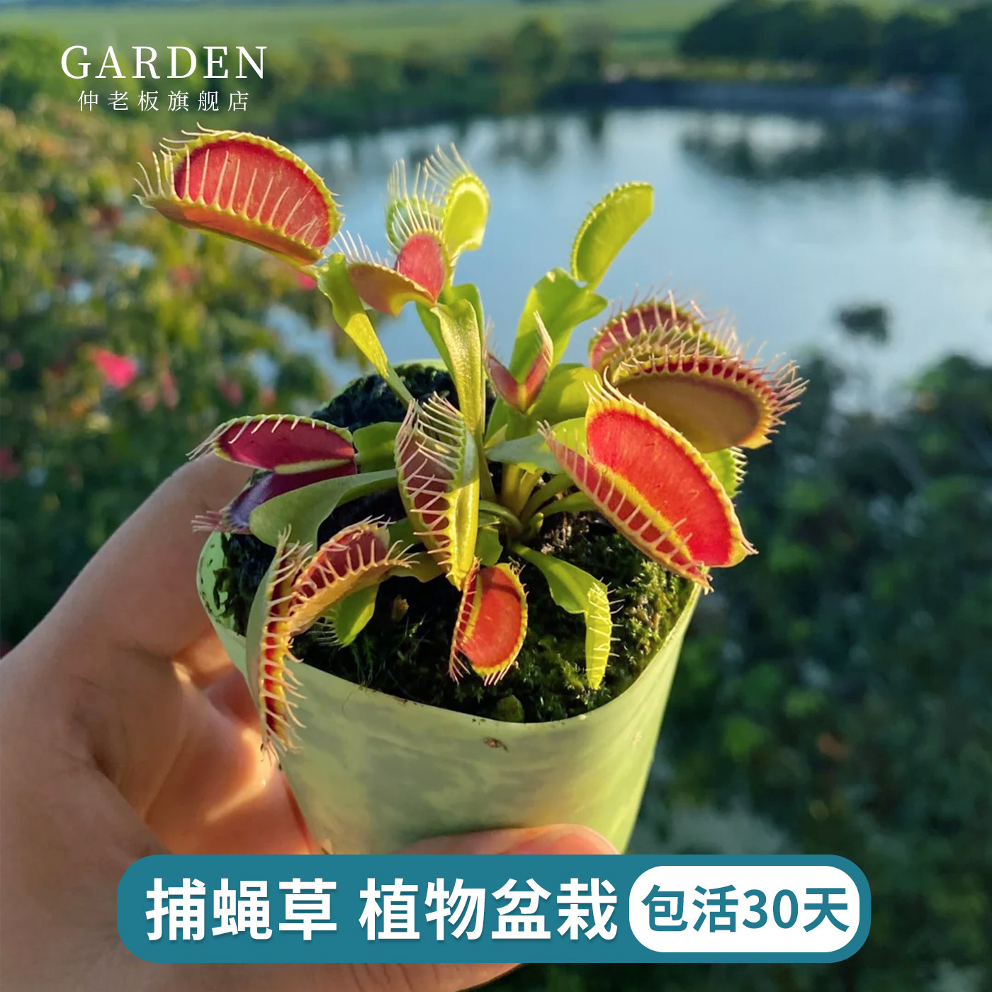 捕蝇草盆栽苗猪笼草植物食人花扑蝇草捕虫草驱蚊花卉食人鱼客厅