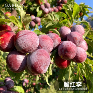 四川脆红李子树苗嫁接苗半边红茵红李西梅树早熟五月脆嫁接李子苗