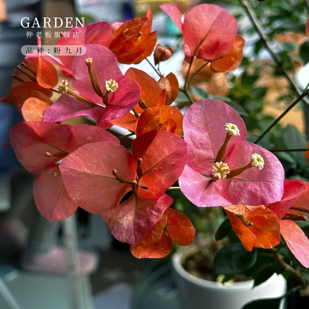 粉九月三角梅盆栽勤花老桩室内外爬藤植物红梅花卉四季开花好养活,鲜花速递/花卉仿真/绿植园艺,时令草本花卉,淘宝优惠券,粉丝福利购,淘宝优惠卷