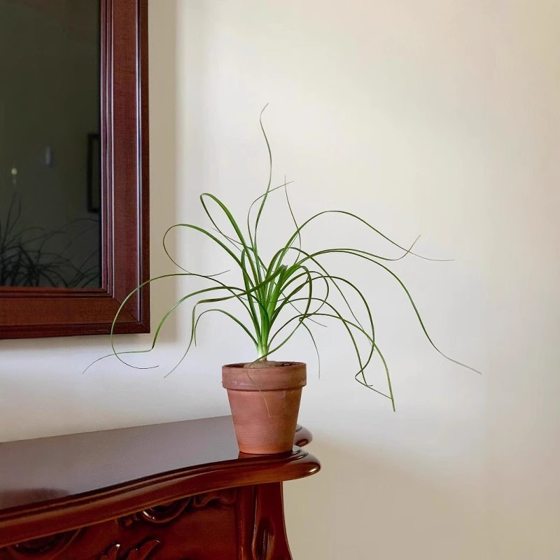 酒瓶兰盆栽植物ins热带风情吊兰