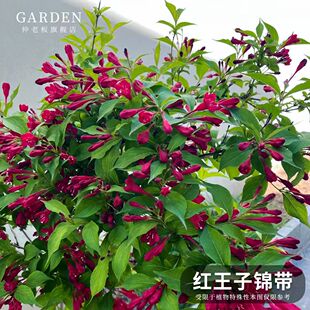 红王子锦带五彩花叶锦带四季花树苗好养活盆栽矮生金叶红花棒棒糖