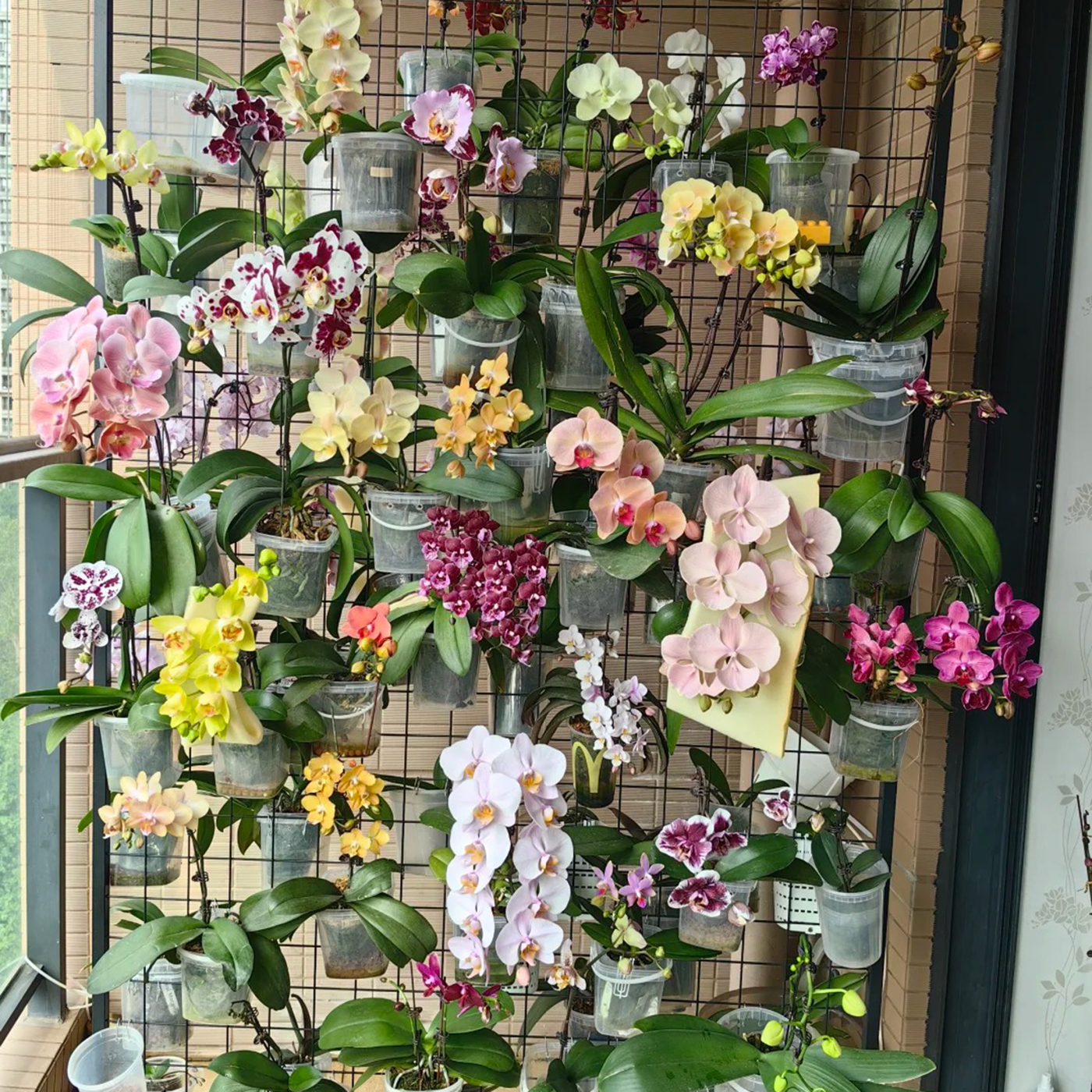 1.7寸蝴蝶兰小苗婴儿苗