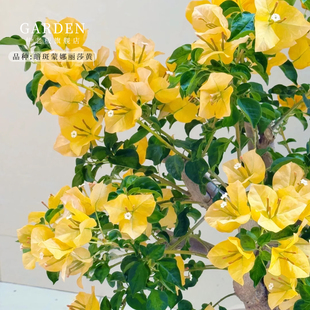 暗斑蒙娜丽莎黄三角梅盆栽大苗重瓣勤花老桩红梅花卉多季开花好养