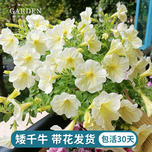 重瓣矮牵牛盆栽带花星空大苗阳台庭院垂吊植物花卉花期长牵牛花苗