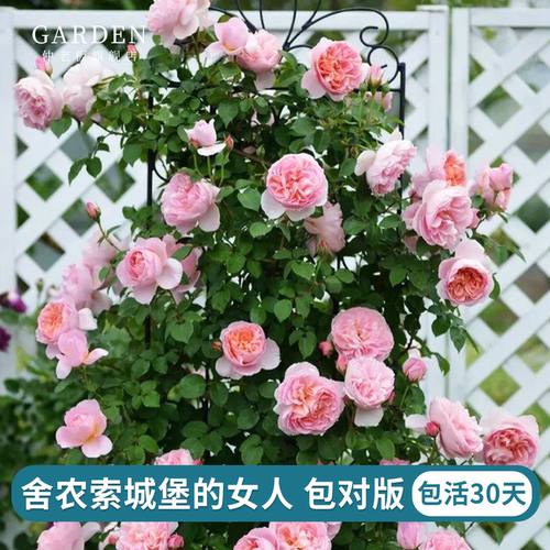 舍农索城堡的女人们藤本月季花