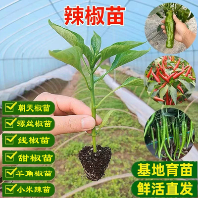 辣椒种子苗秧各种朝天椒菜苗