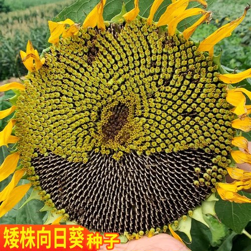 大粒黑食用向日葵种子种孑葵花