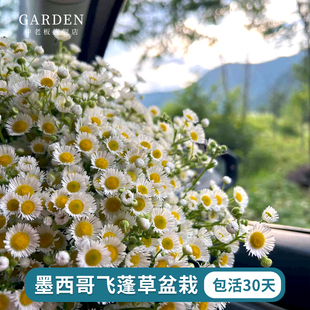 墨西哥飞蓬草花苗欧洲小雏菊盆庭院花镜阳台多年生草本垂吊型花卉