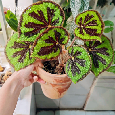 美纹秋海棠网红ins风绿植盆栽