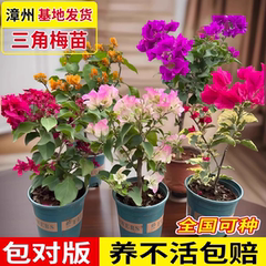 重瓣三角梅盆栽大苗带花老桩室内外爬藤植物红梅花卉四季开花好养