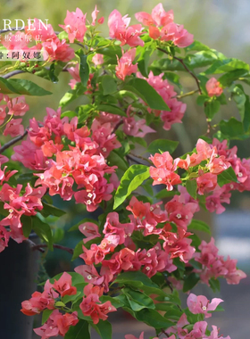 阿奴娜三角梅盆栽大苗勤花老桩室内室外爬藤植物红梅花卉四季开花