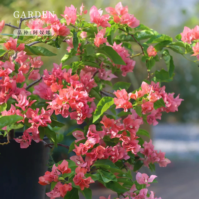 重瓣三角梅盆栽大苗勤花老桩花卉