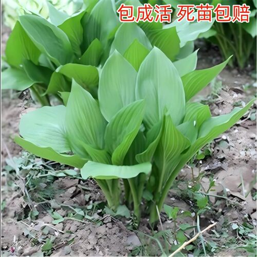 玉簪花苗盆栽花卉庭院花园地被