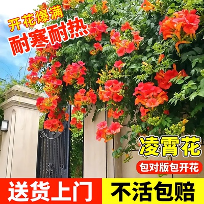 耐寒凌霄花苗爬藤植物四季花卉