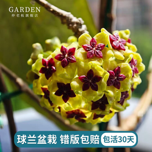 球兰花盆栽大苗绿植吊兰阳台庭院