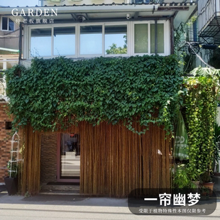 锦屏藤苗一帘幽梦植物龙须藤盆栽富贵帘爬藤好养楼顶隔热耐高温