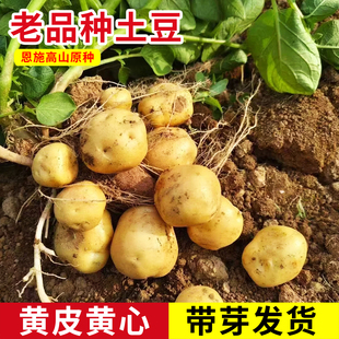 黄心土豆带芽原种种子马尔科恩施自留高山老品种地瓜马铃薯种孑子