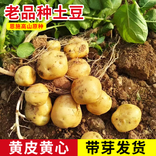黄心土豆带芽原种种子高山老品种