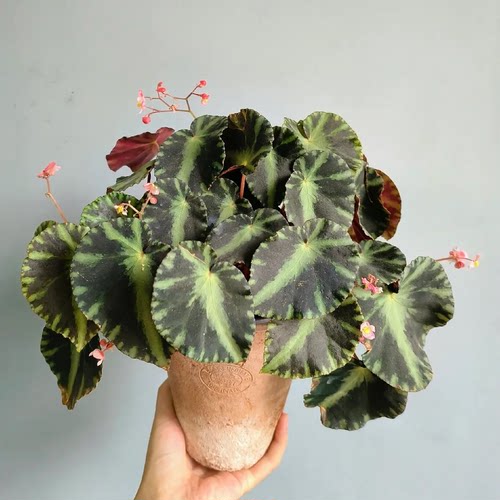 埃及艳后秋海棠热带绿植观叶植物