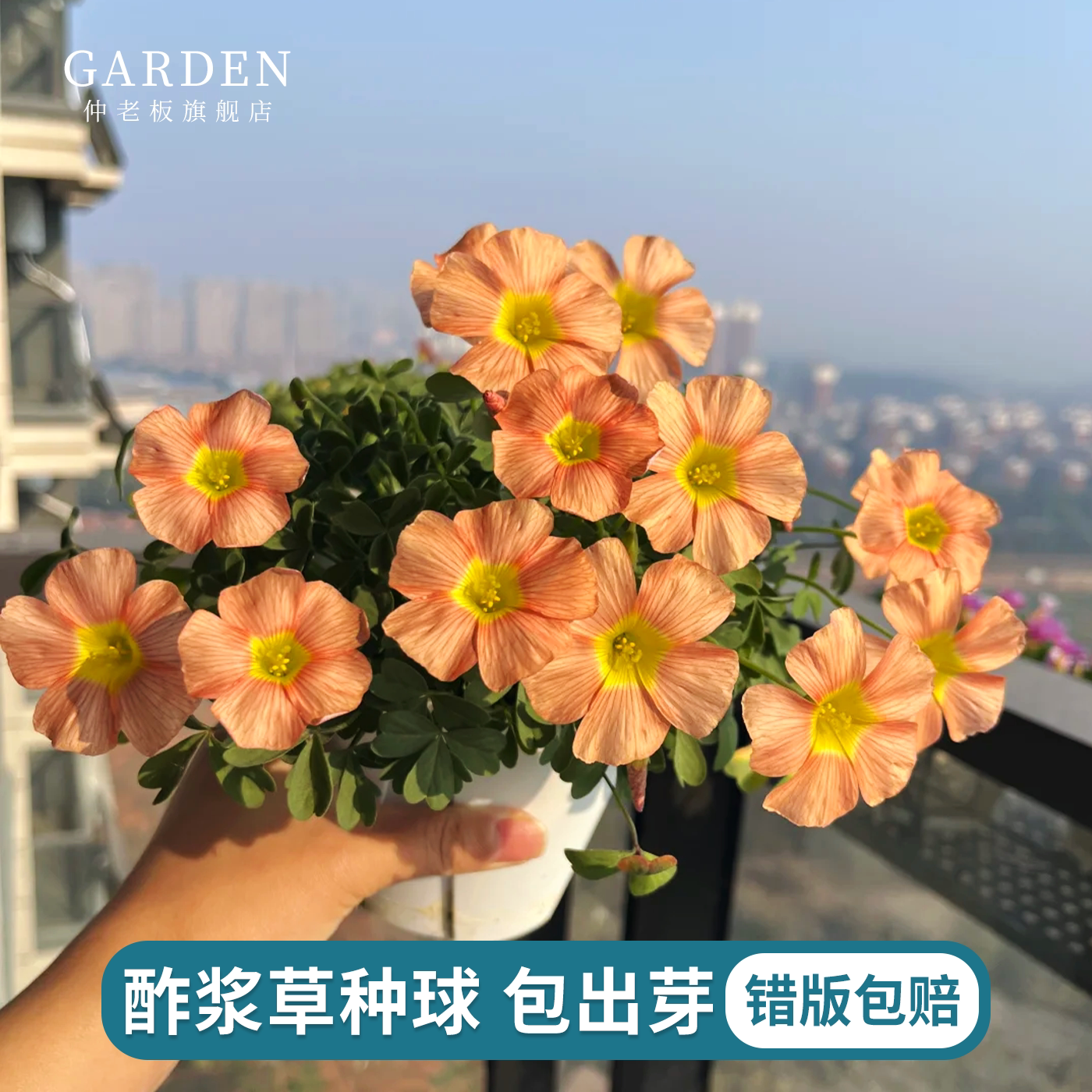 酢浆草种球秋植爆花OB粉白桃之辉早花开花阳台多年生易活盆栽花卉