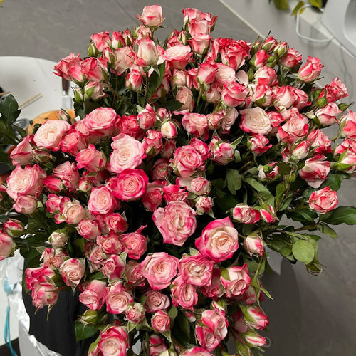 折射泡泡月季花多头玫瑰阳台盆栽