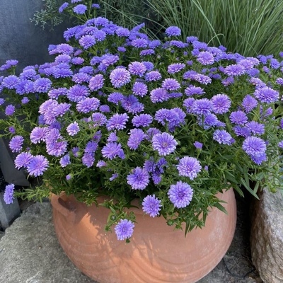 荷兰菊翠菊紫菀植物阳台庭院宿根