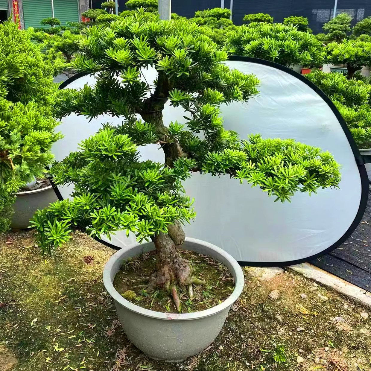 金钻雀舌罗汉松老桩造型盆景迎客松室内室外绿植庭院别墅四季常青,鲜花速递/花卉仿真/绿植园艺,绿植,淘宝优惠券,粉丝福利购,淘宝优惠卷