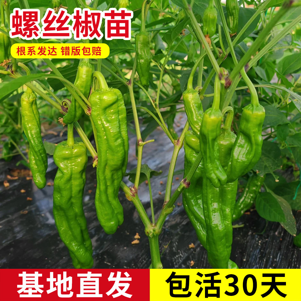 蔬菜苗辣椒苗薄皮青椒螺丝椒甜椒苗茄子圣女果苗番茄各种蔬菜幼苗