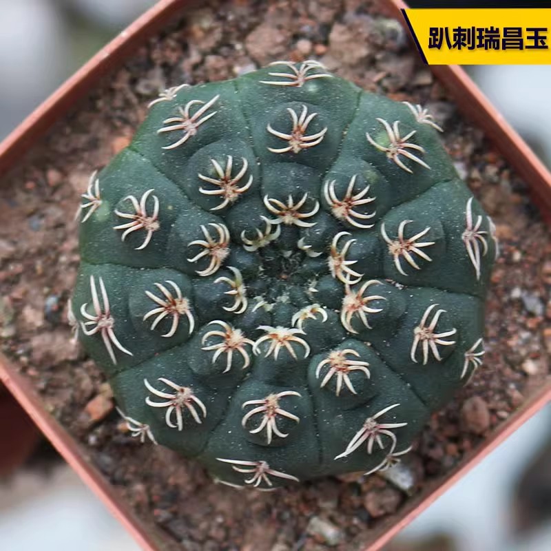 趴刺瑞昌玉实生仙人球白刺不扎手