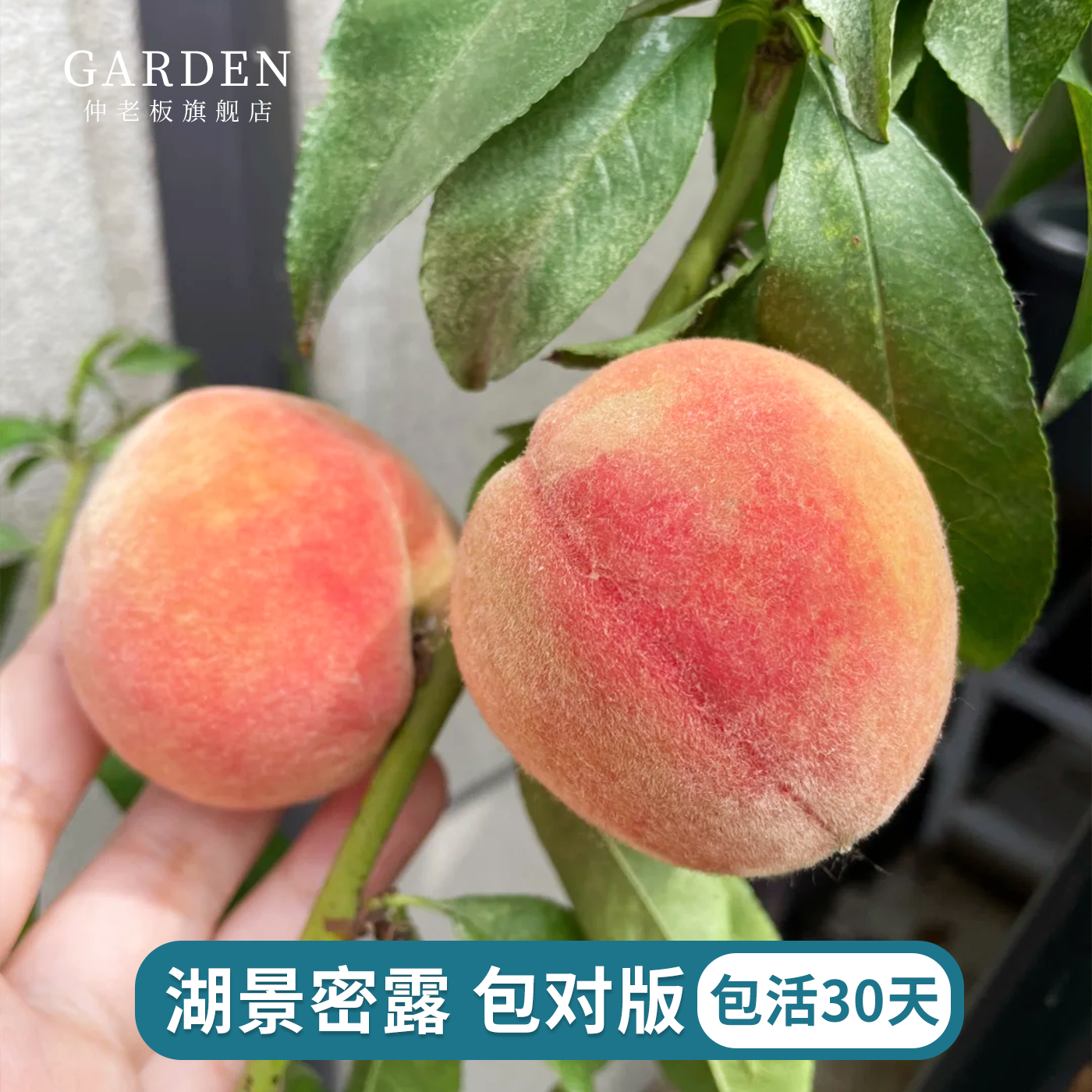 湖景密露水蜜桃苗地栽盆栽嫁接早结果四季庭院南北方种植特大果苗,鲜花速递/花卉仿真/绿植园艺,果树,淘宝优惠券,粉丝福利购,淘宝优惠卷