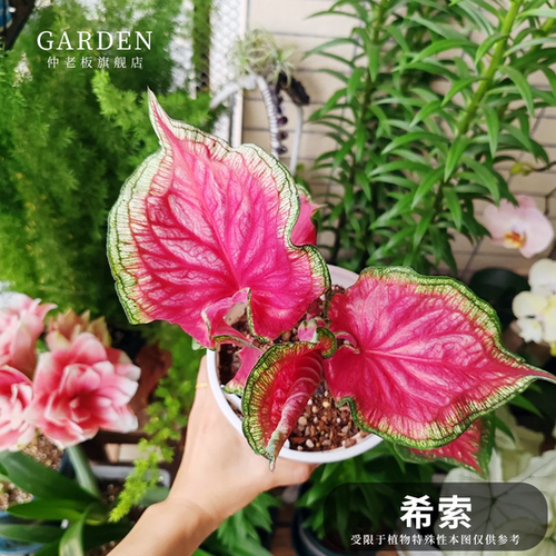 希索彩叶芋网红ins绿植盆栽好养