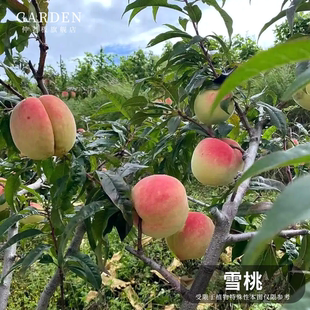 嫁接晚熟新品种雪桃苗水蜜桃黄桃冬桃水果树苗桃子树苗南北方种植