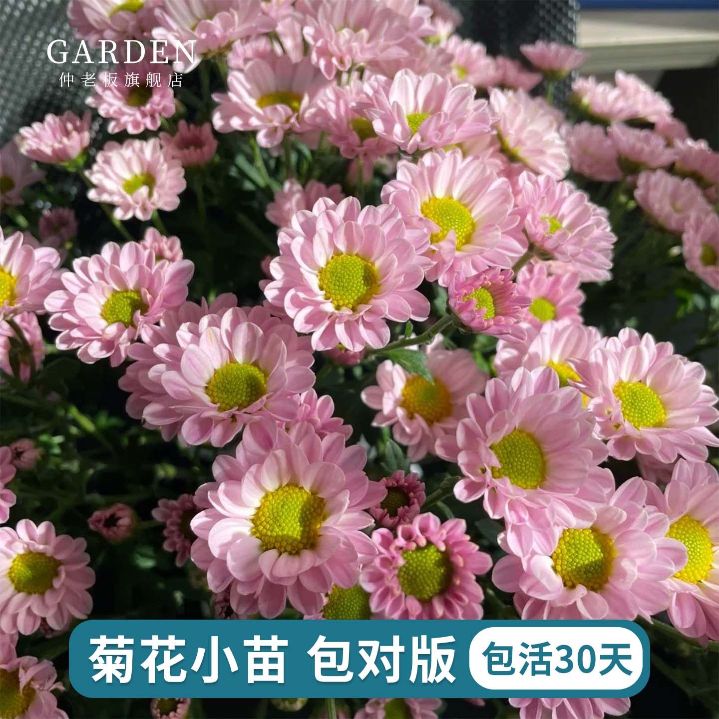 进口雏菊花苗宿根植物花苗好养活多季庭院楼顶花卉耐热盆栽切花菊