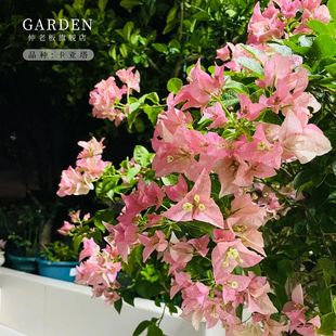 卡亚塔三角梅盆栽勤花老桩室内外爬藤植物红梅花卉四季开花好养活