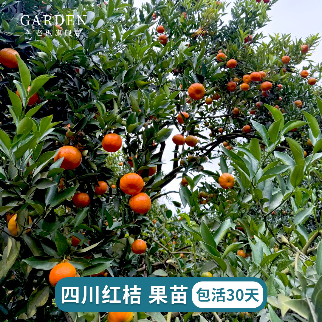 四川红橘苗万州古红桔川红柑橘苗大红袍橘子苗南北方种植当年结果