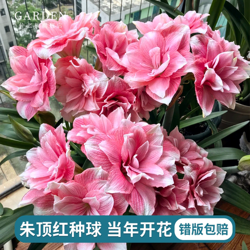 朱顶红种球重瓣阿弗雷地栽球根