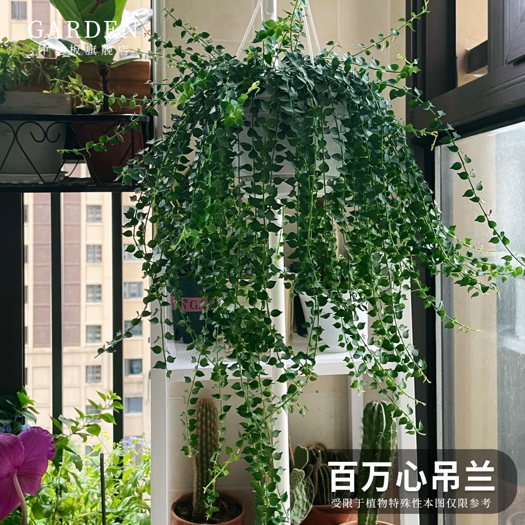 百万心吊兰垂吊千叶常春藤好养图片