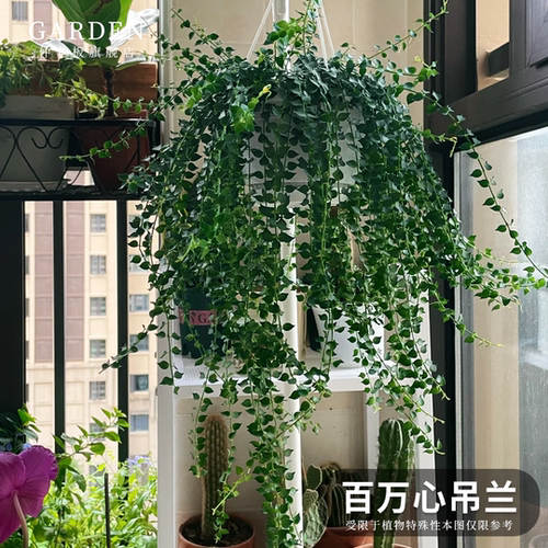 百万心吊兰垂吊千叶常春藤好养