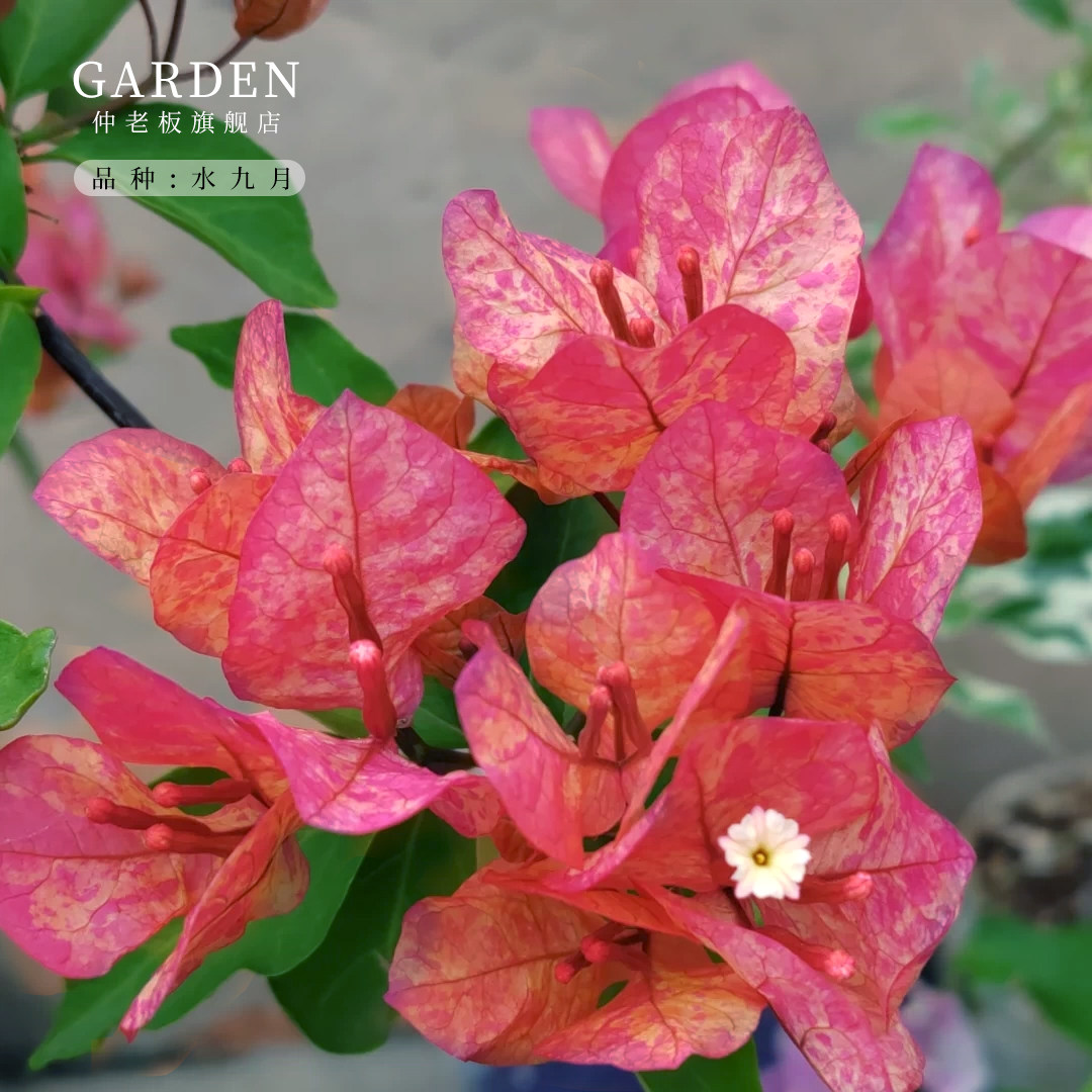 水九月三角梅盆栽勤花老桩室内外爬藤植物红梅花卉四季开花好养活,鲜花速递/花卉仿真/绿植园艺,时令草本花卉,淘宝优惠券,粉丝福利购,淘宝优惠卷