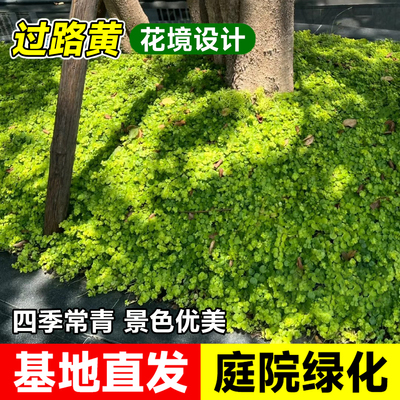 金叶过路黄佛甲草庭院绿化植物