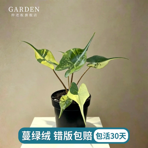 黄貂鱼海芋蔓绿绒麦观叶绿植盆栽