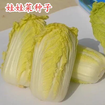 娃娃菜种子小白菜种籽黄心娃娃
