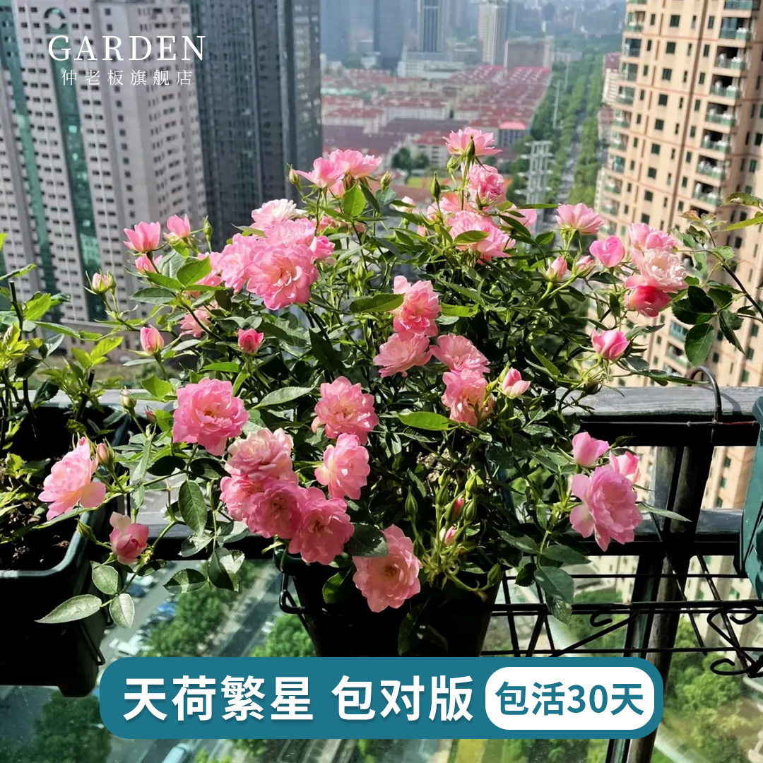 天荷繁星月季花苗开花粉玫瑰花室内阳台盆栽四季好养花卉绿植树苗