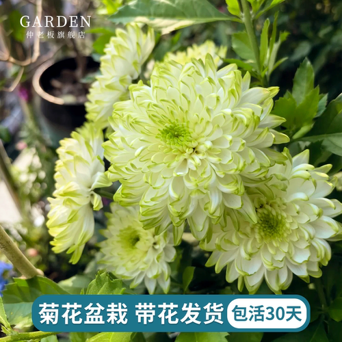 菊花盆栽带花苞荷兰菊大苗小雏菊