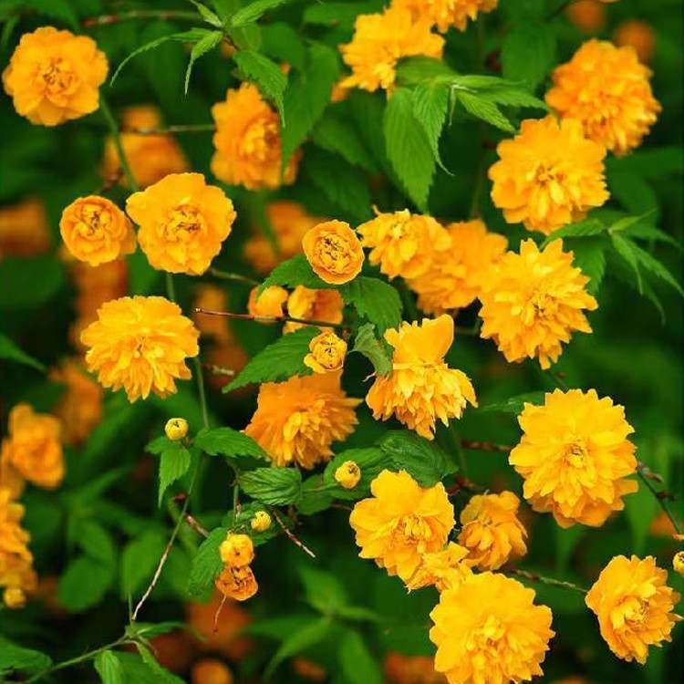 重瓣棣棠花苗盆栽耐荫爬藤攀缘花