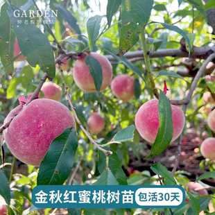 金秋红蜜桃苗南北方庭院耐寒桃树果苗大树盆栽嫁接晚熟当年结果